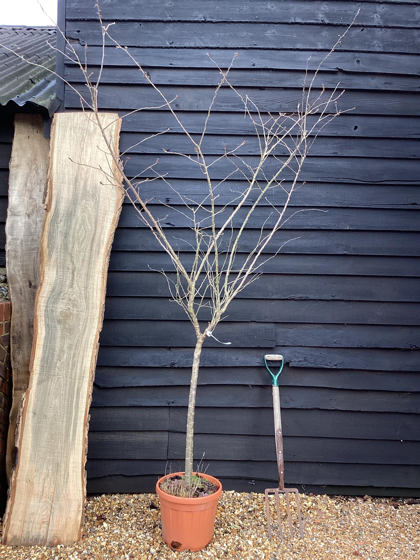 Prunus 'Accolade' | Cherry 'Accolade' - 180-220cm, 25lt