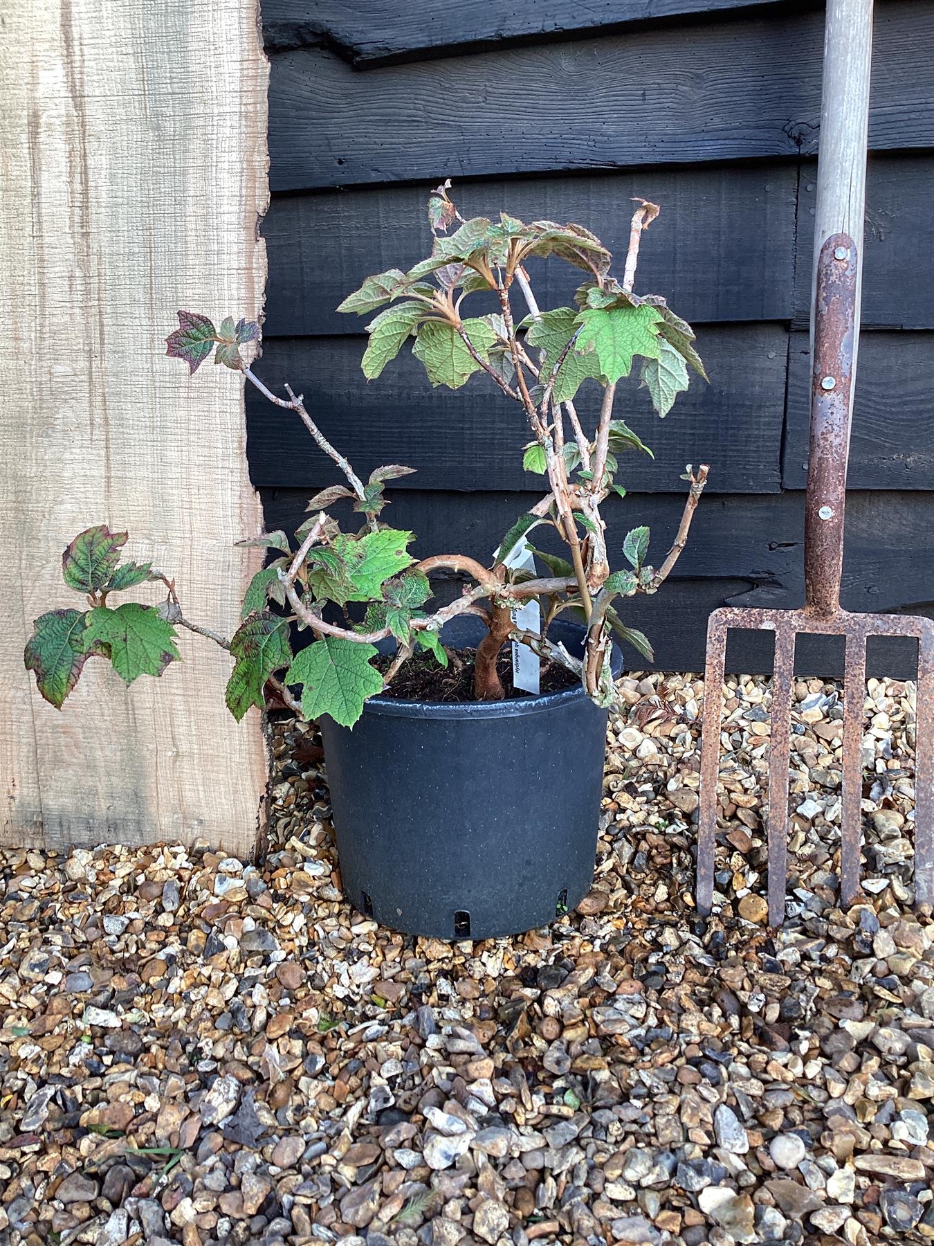 Hydrangea Querquifolia | Oak-Leaved Hydrangea - 20-60cm, 10lt