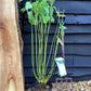 Cornus alba 'Flaviramea' | Golden-twig Dogwood - 40-70cm, 5lt