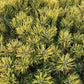 Pinus mugo 'Carsten's Wintergold' - Height 100cm - Width 70-80cm - 80lt