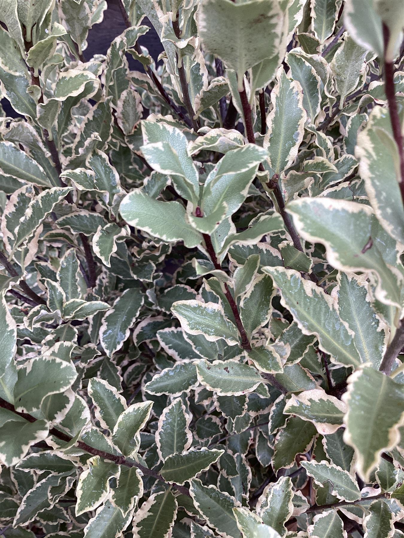Pittosporum tenuifolium 'Elizabeth' - 115-145cm, 20lt
