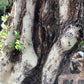 Olive Tree | Olea Europea 1/2 Standard 108cm girth - 205-215cm, 240lt