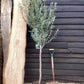 Olive Tree | Olea Europea - Girth 10-12cm - 170-190cm - 15lt