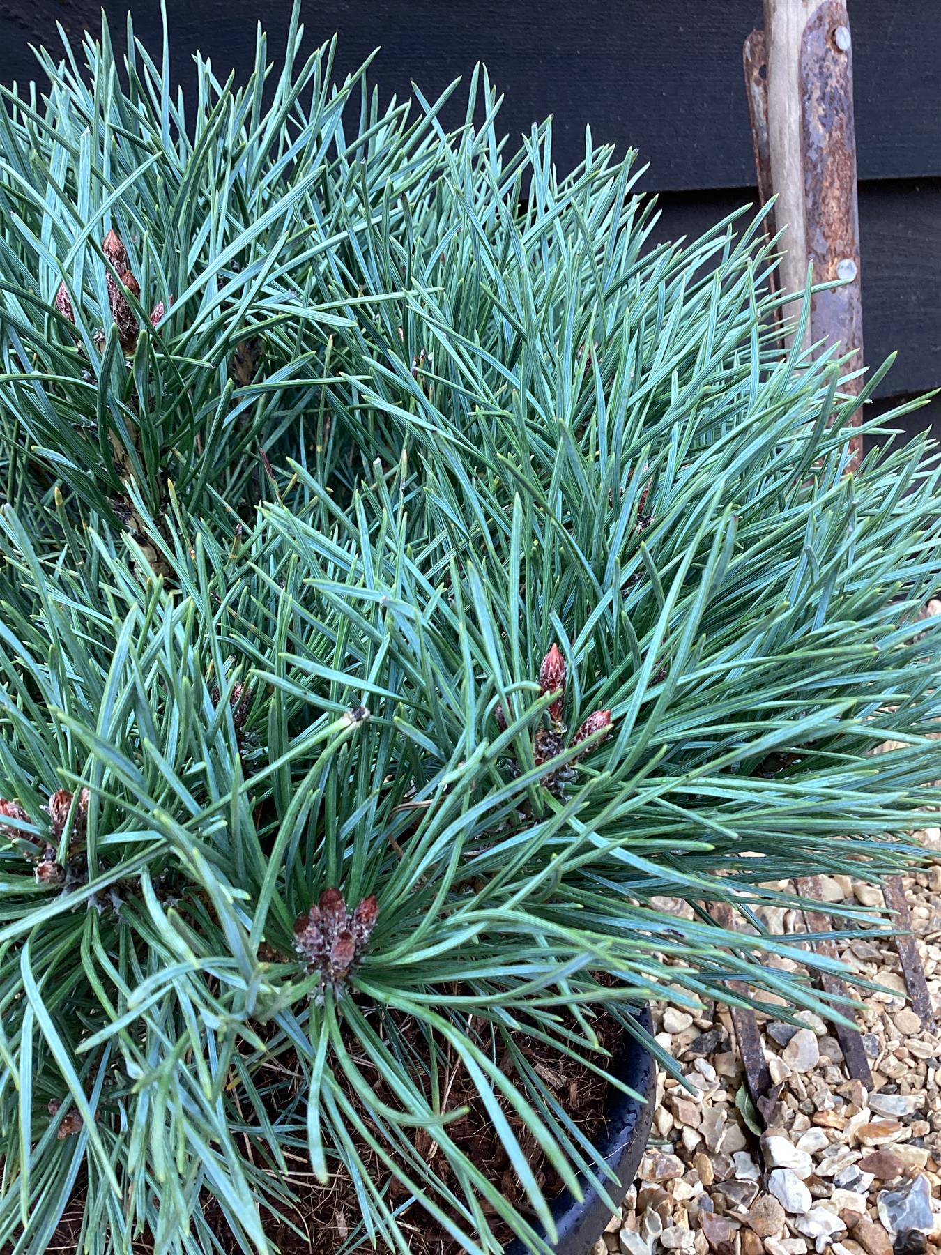 Pinus sylvestris 'Chantry Blue' - 45-55cm, 10lt