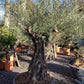 Olive Tree | Olea Europea 1/2 Standard 107cm girth - 225-235cm, 240lt