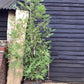 Thuja plicata 'Atrovirens' | Western Red Cedar 'Atrovirens' - 150-250cm, 50lt