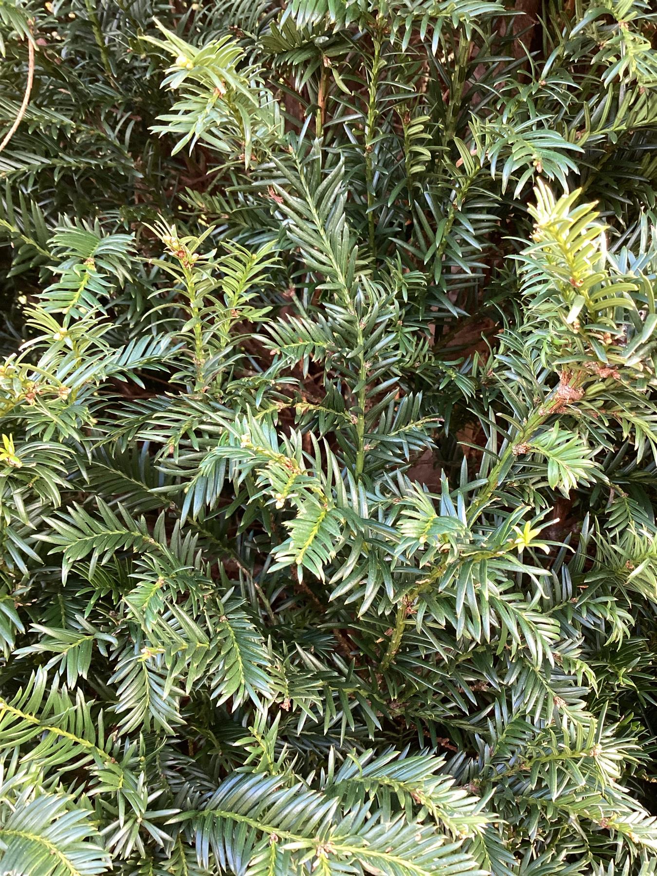Taxus baccata | Common Yew - Cone - 280-300cm, 350lt
