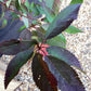 Prunus nipponica 'Ruby' | Japanese Alpine Cherry ‘Ruby’ - 100-120cm, 7lt