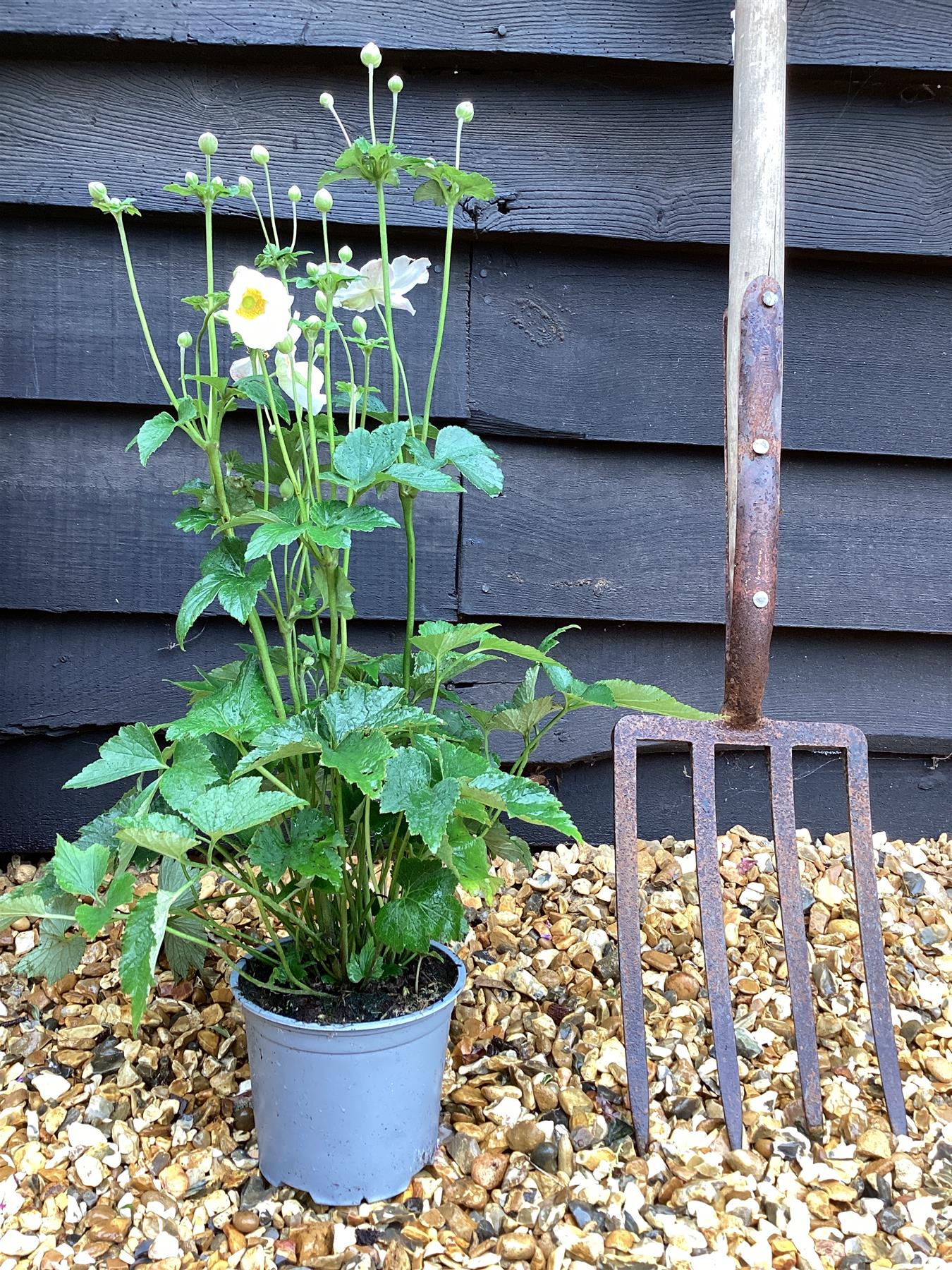 Anemone White - 40-50cm, 2lt