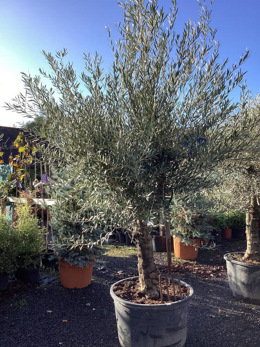Olive Tree | Olea Europea 1/2 Std Girth 54cm - 255-265cm, 160lt