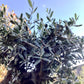 Olea Europea Cloud Tree | Common Olive - 5 Clouds -170-180cm, 285lt