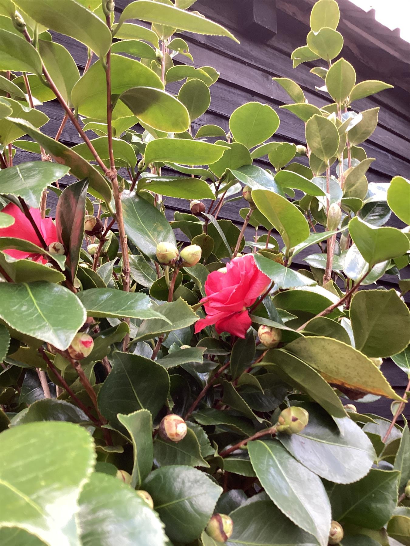 Camellia Japonica | Japanese Camellia - 250cm, 45lt