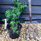 Pyracantha Mohave - 25-50cm, 5lt