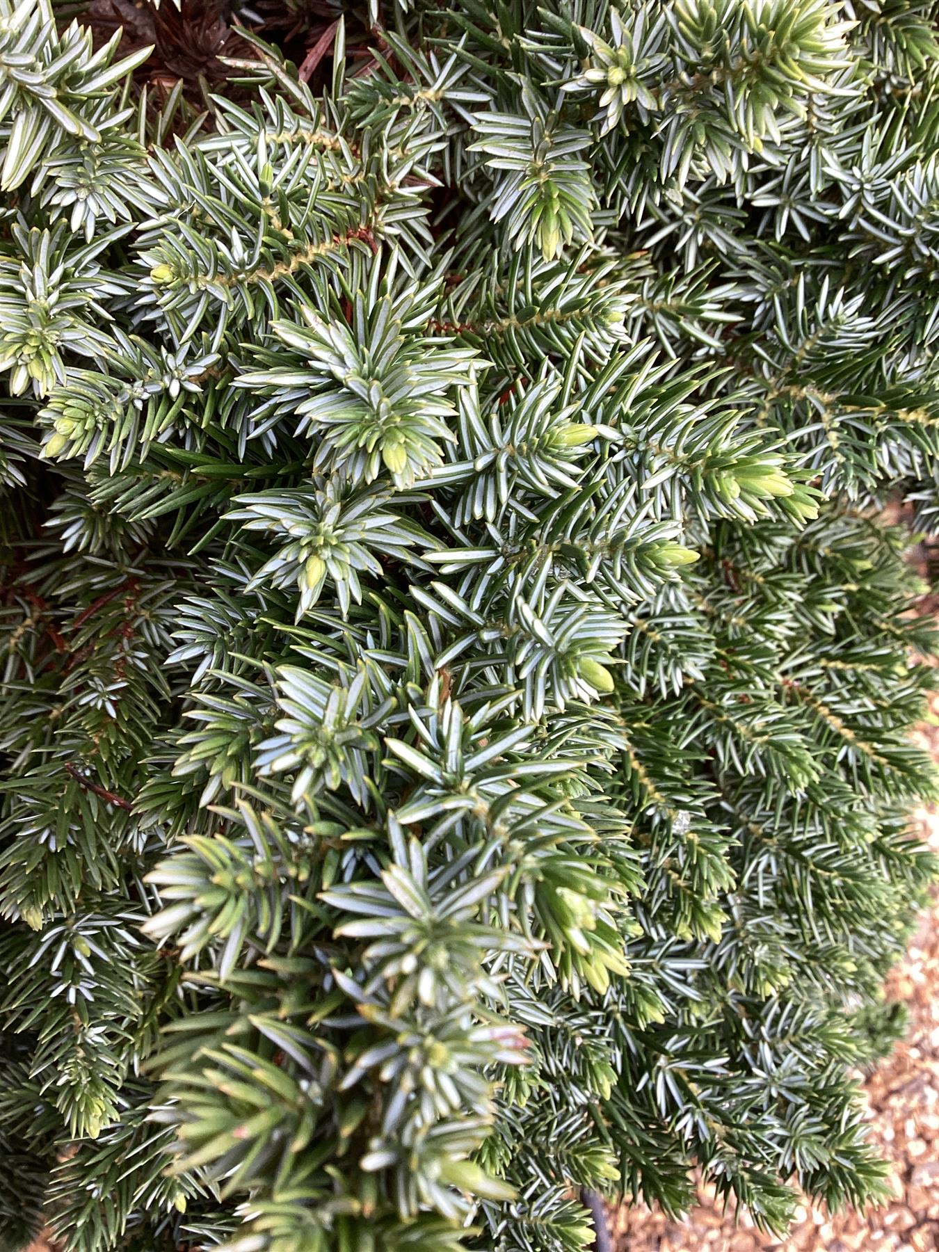 Juniperus conferta 'Blue Pacific' - Half Standard - 125cm, 25lt