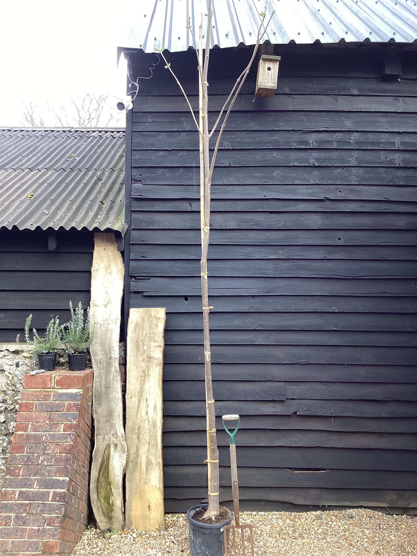 Paulownia imperialis | Foxglove Tree - Girth 16-20cm - 400-420cm - 50lt