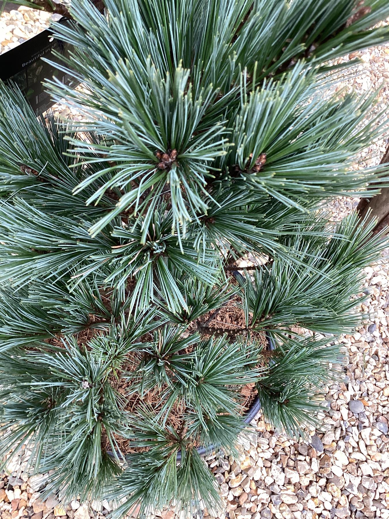 Pinus Flexilis Pygmaea | Rocky Mountain Bristlecone Pine - Height 80cm - Width 60cm - 18lt
