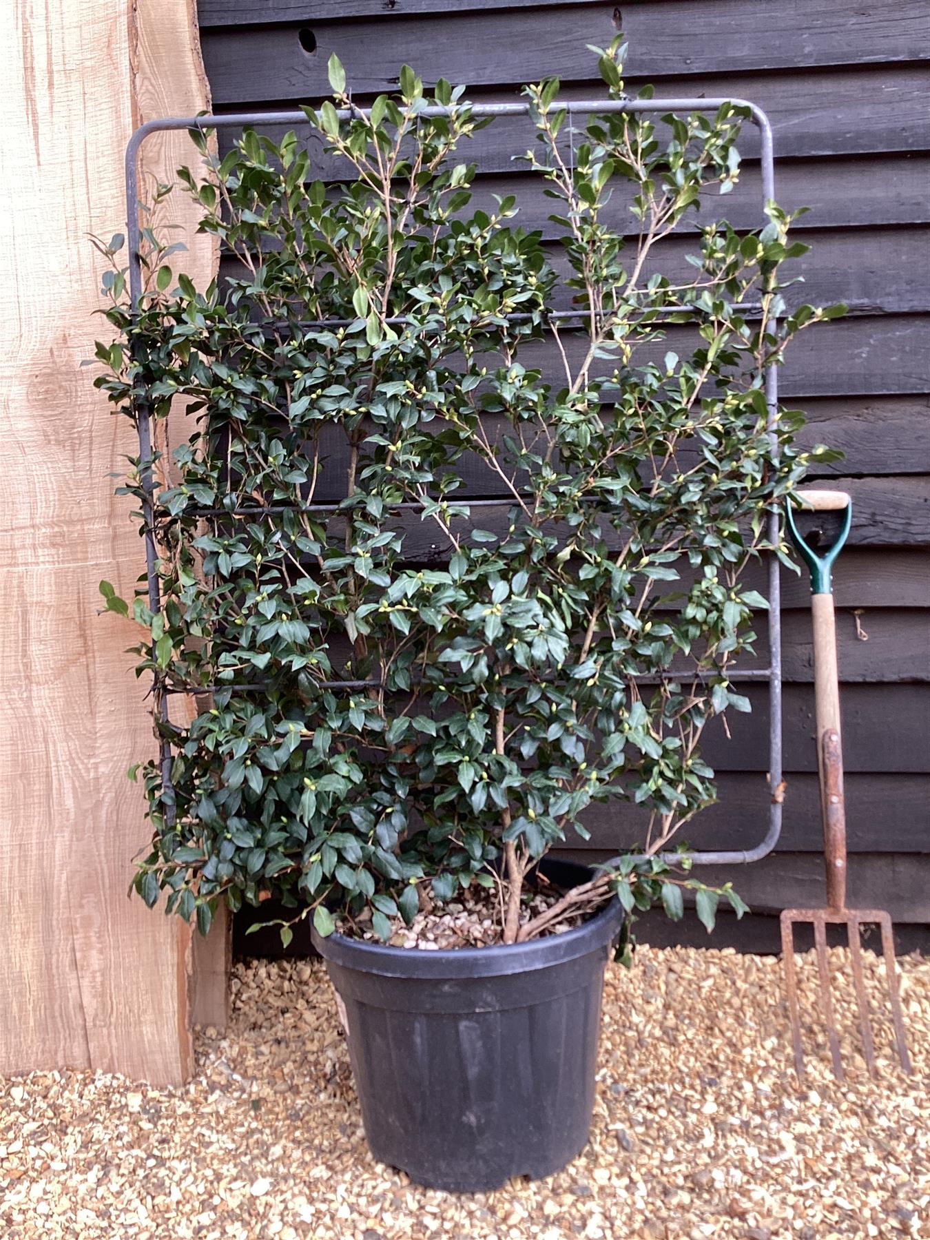 Camellia sasanqua - Frame - 150-160cm, 45lt