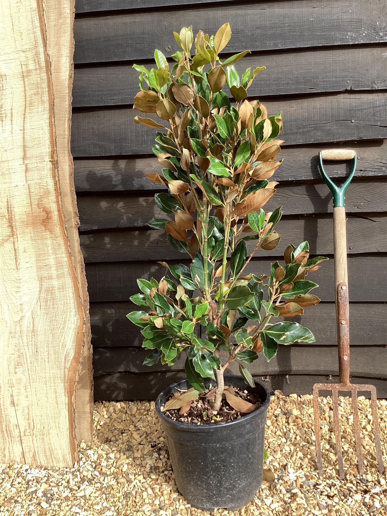 Magnolia Grandiflora Little Gem | Southern Magnolia ‘Little Gem’ - 130-140cm, 15lt