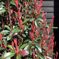 Photinia Red Robin - Compacta - Bush - 190-200cm - 70lt