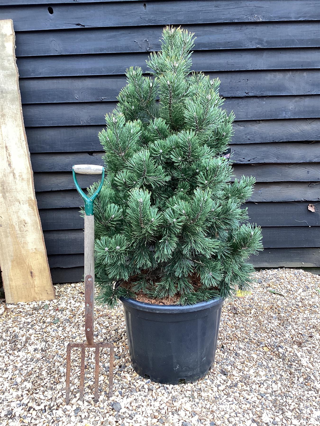 Pinus mugo 'Gnom' - Height 100cm - Width 90-100cm - 65lt