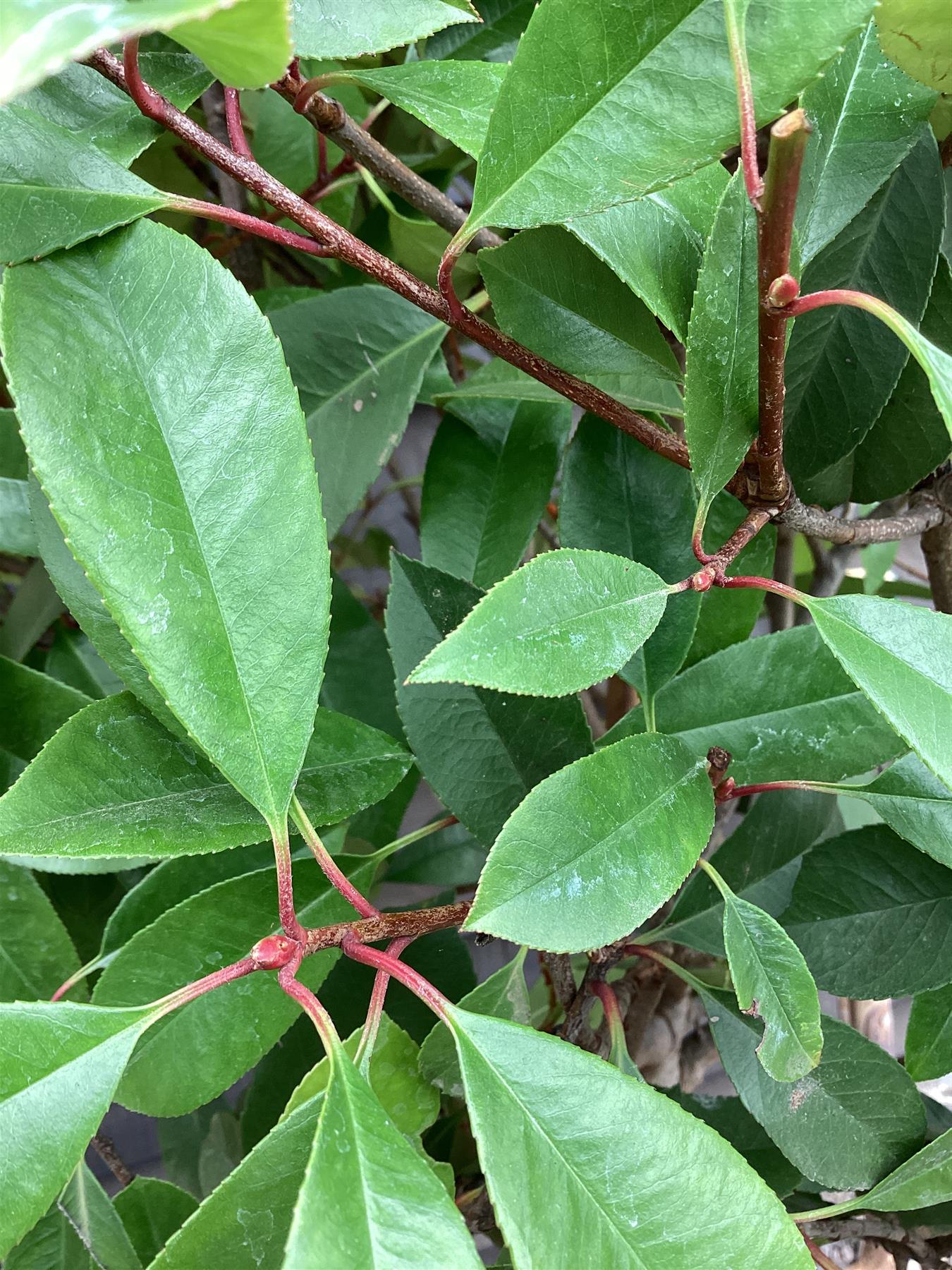 Photinia Red Robin | Christmas berry 'Little Red Robin' - 1/2 std Clear Stem - 180-240cm, 20lt