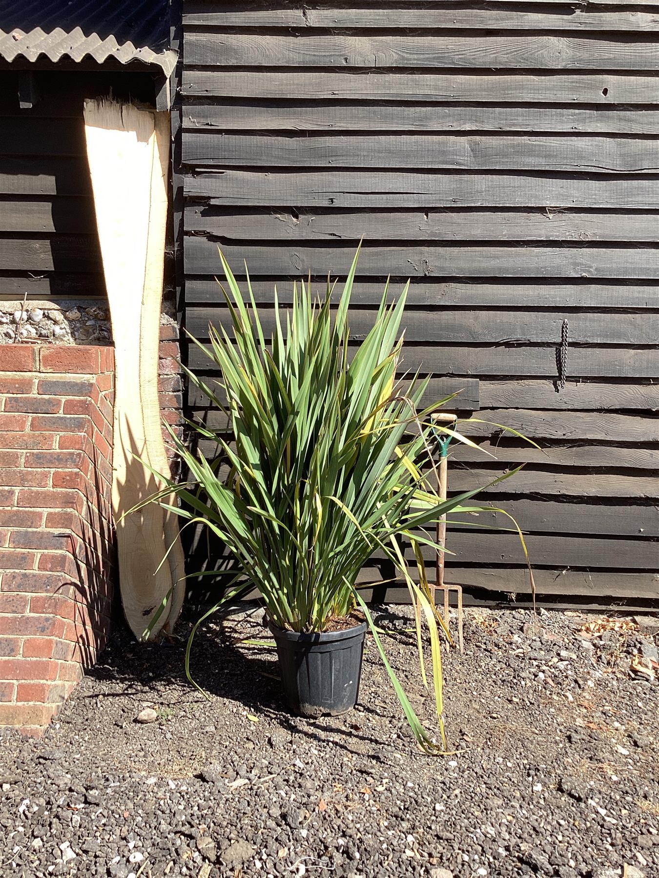 Phormium tenax | New Zealand Flax - 100-130cm, 25lt