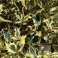 Ilex Aquifolium 'Argentea Marginata' | Silver-Margined Holly - 180-190cm, 45lt