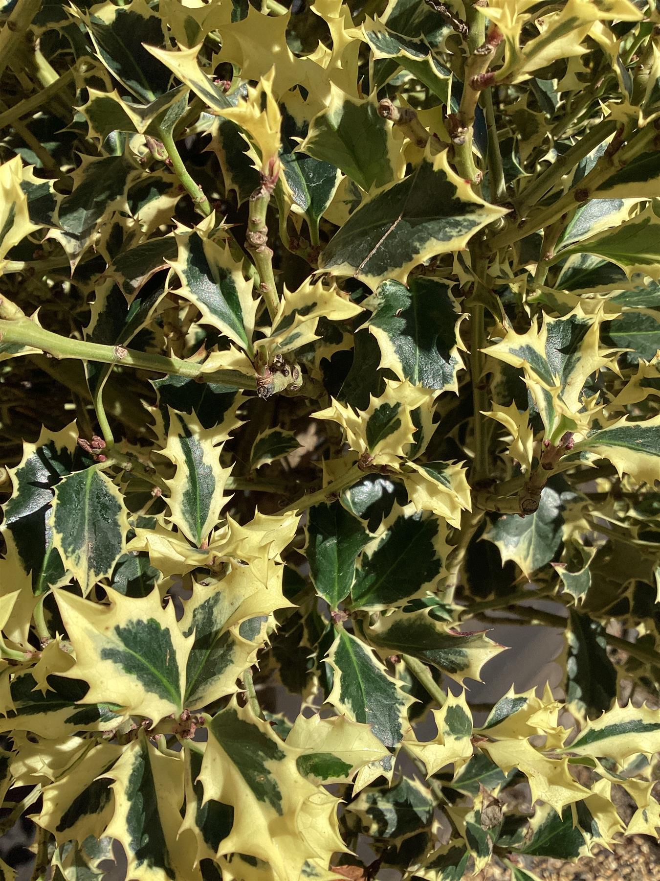 Ilex Aquifolium 'Argentea Marginata' | Silver-Margined Holly - 180-190cm, 45lt