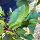 Prunus Avium 'Hedelfinger Riesenkirsche' - 100-120cm, 7lt
