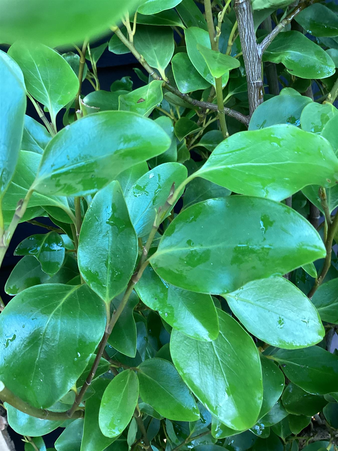 Griselinia littoralis | New Zealand Broadleaf