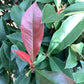 Photinia Red Robin | Christmas berry 'Little Red Robin' - Compacta - 180-190cm, 30lt