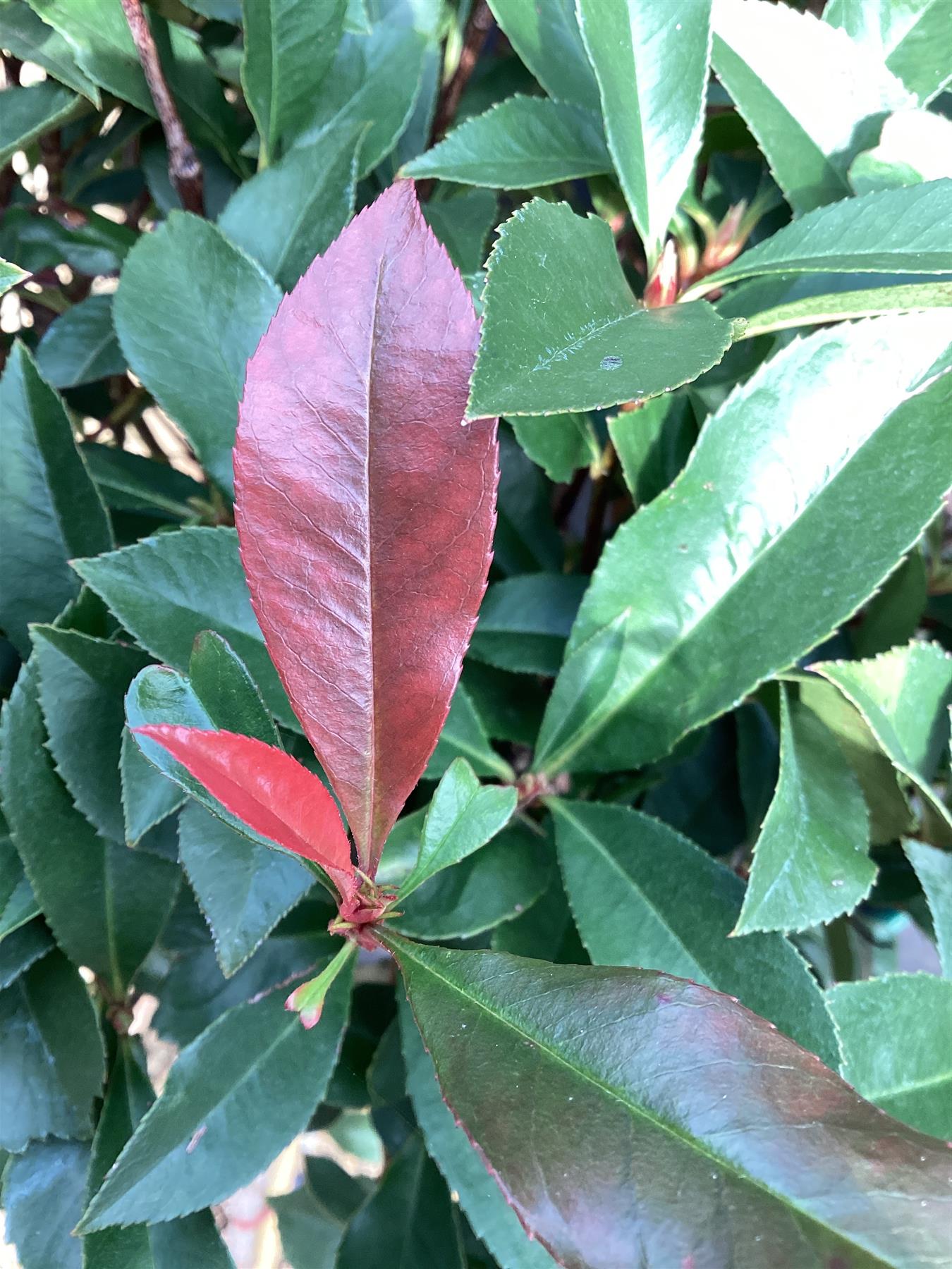 Photinia Red Robin | Christmas berry 'Little Red Robin' - Compacta - 180-190cm, 30lt