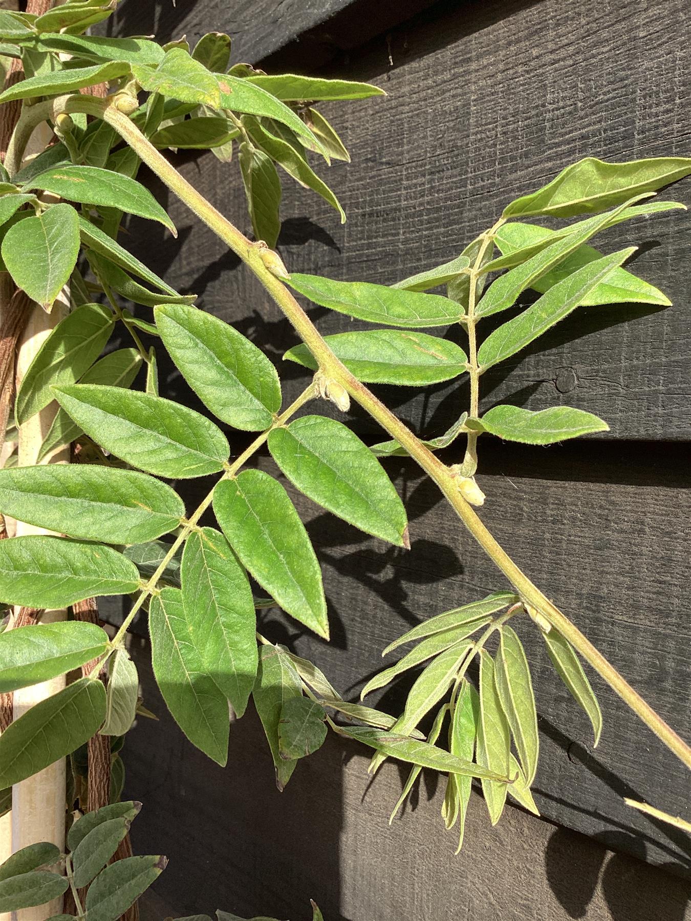 Wisteria sinensis | Chinese wisteria - Cane - 220cm, 10lt