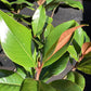 Magnolia grandiflora | Evergreen Magnolia - 100-150cm, 20lt