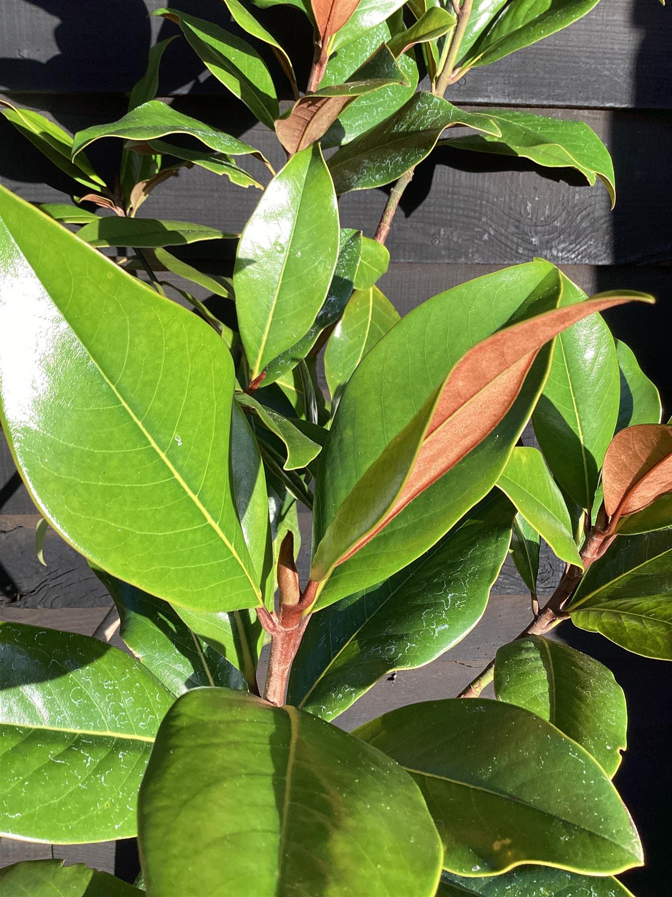 Magnolia grandiflora | Evergreen Magnolia - 100-150cm, 20lt