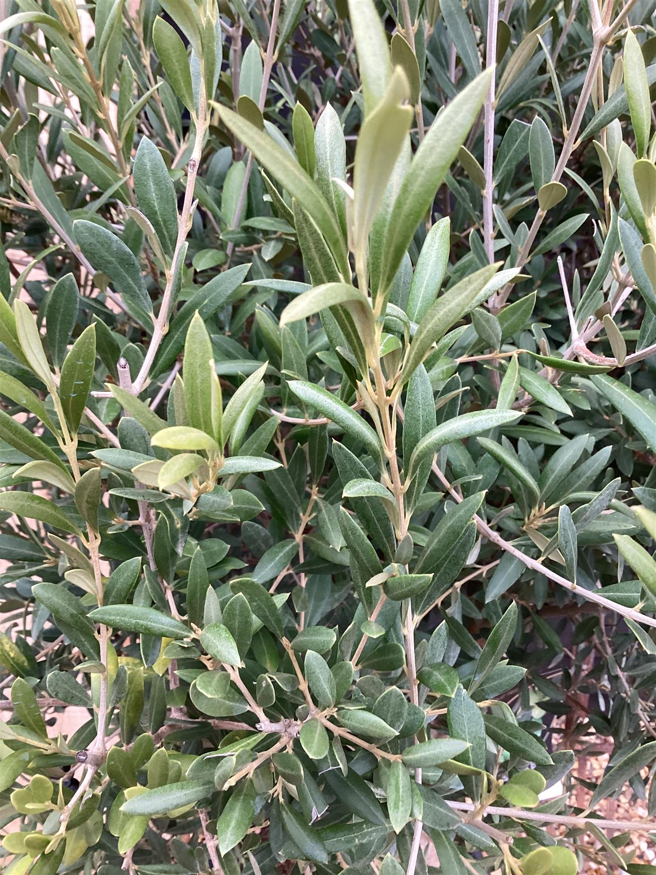 Olive Tree | Olea Europea 1/2 Std - 145-185cm, 55lt