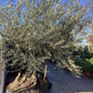 Olive Tree | Olea Europea 1/2 Std - 255-265cm, 500lt
