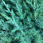 Juniperus chinensis 'Stricta' - 40-50cm, 2lt