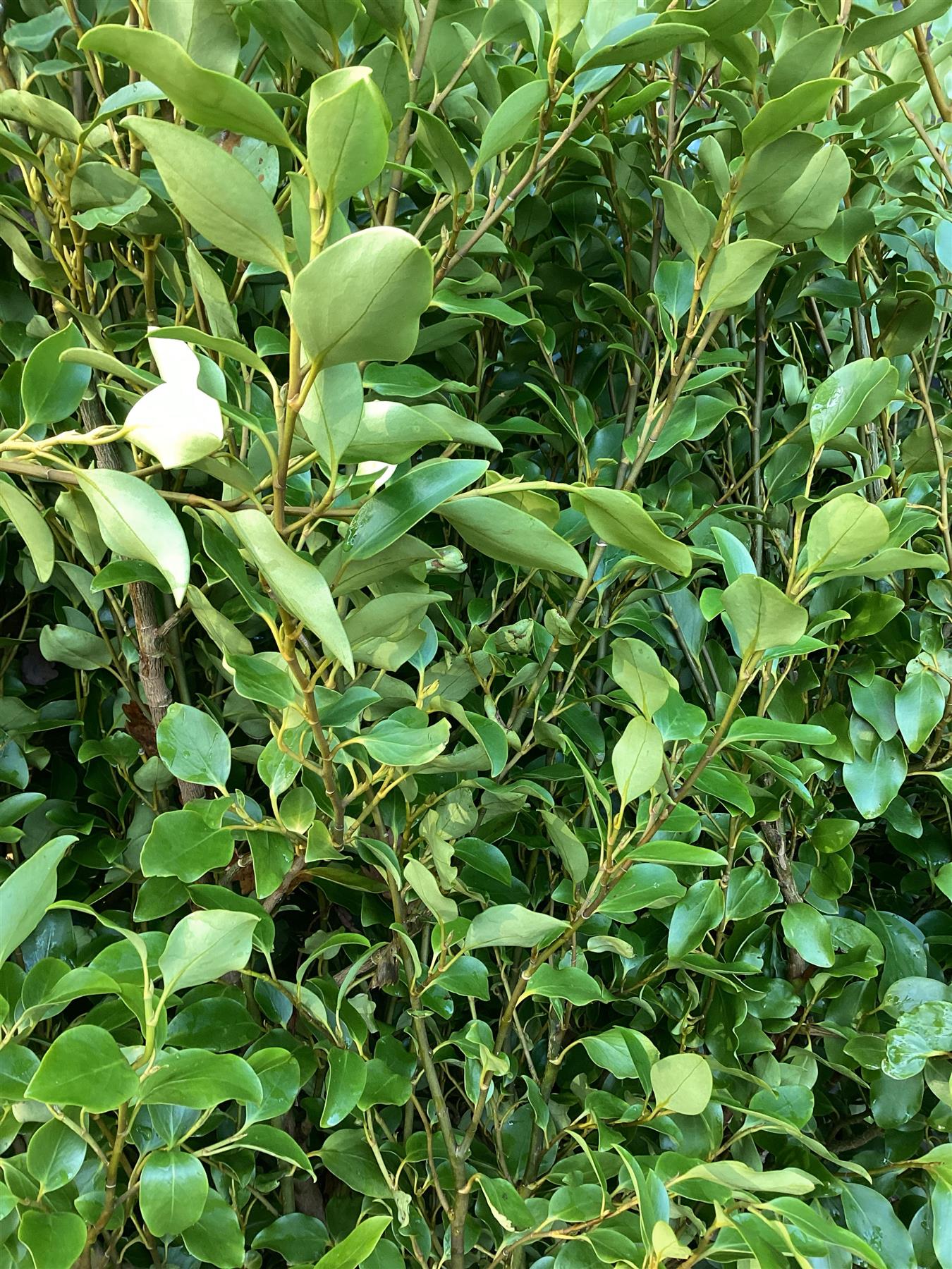 8 x Griselinia littoralis | New Zealand Broadleaf - 140-160cm, 25lt