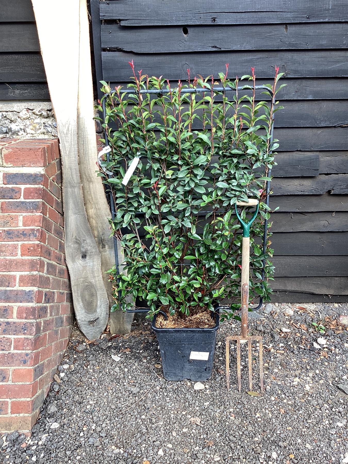 Photinia Red Robin | Christmas berry 'Red Robin' - Compacta - Frame - 150-160cm, 30lt
