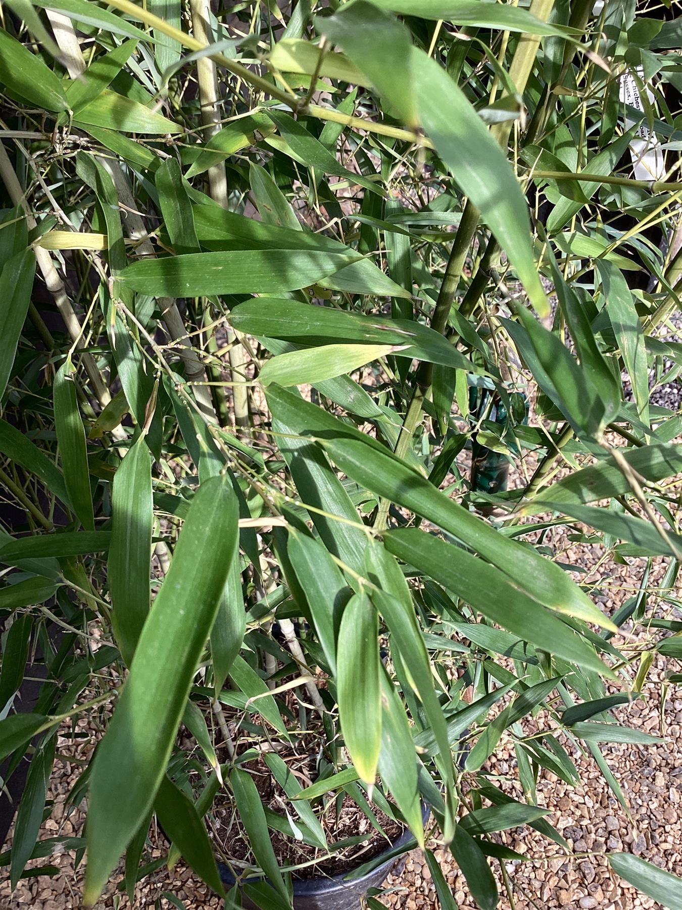 Phyllostachys bissetii | Bisset's Bamboo - 290-300cm, 30lt