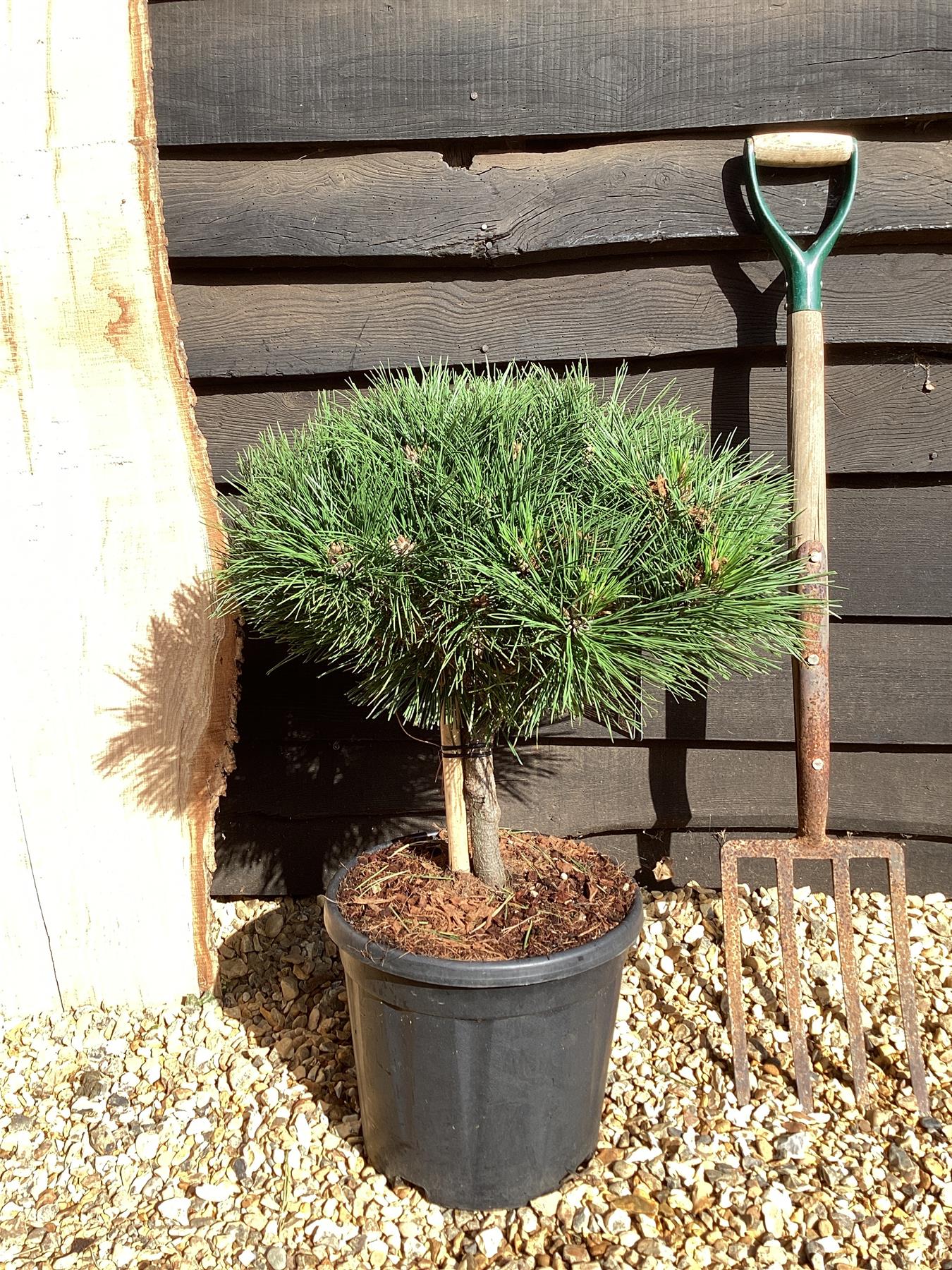Pinus Nigra 'Brepo' - Stem - ST10 - 65-75cm, 18lt