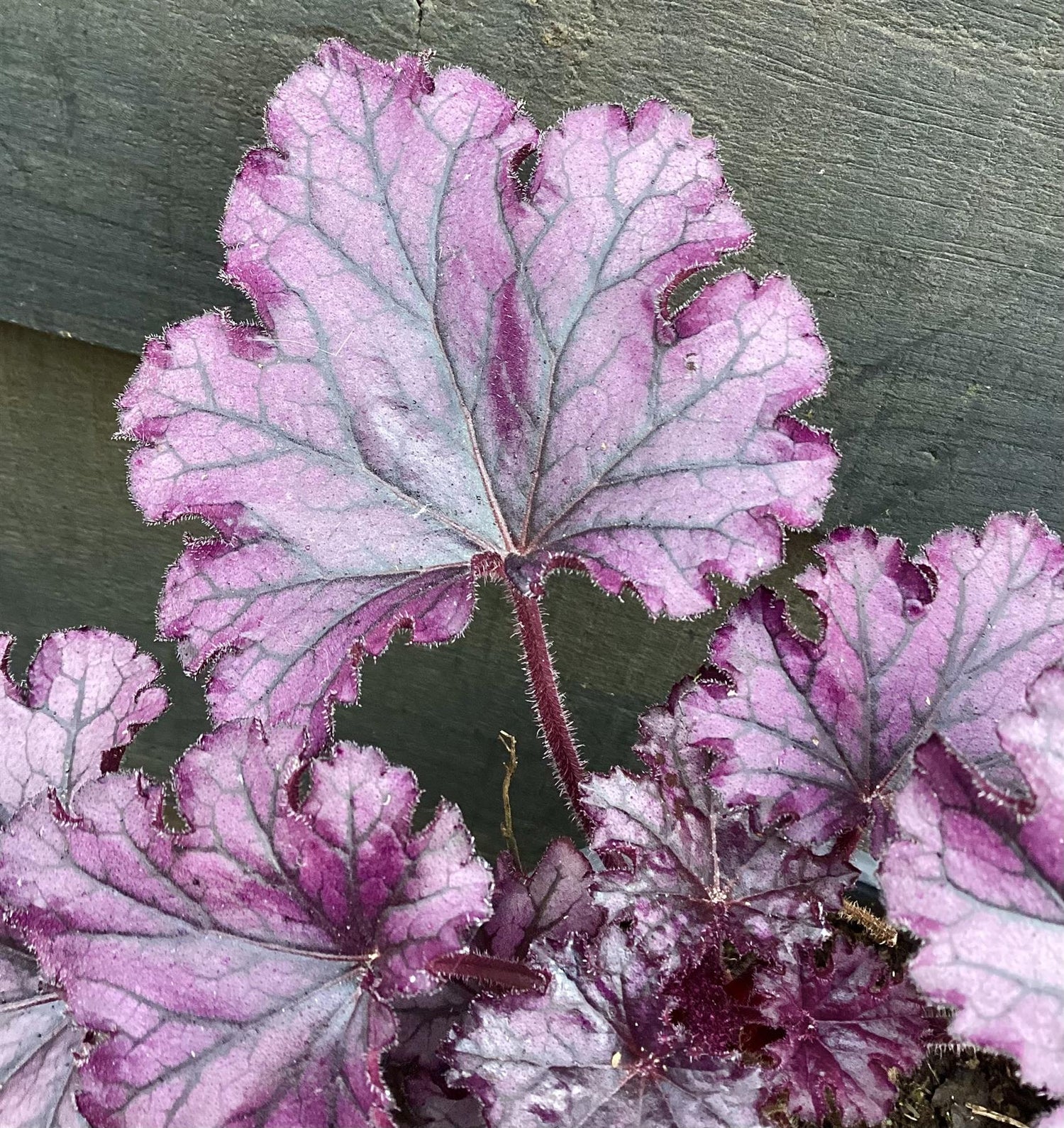 Heuchera Forever | Coral Bells Forever Purple - 10-30cm, 2lt