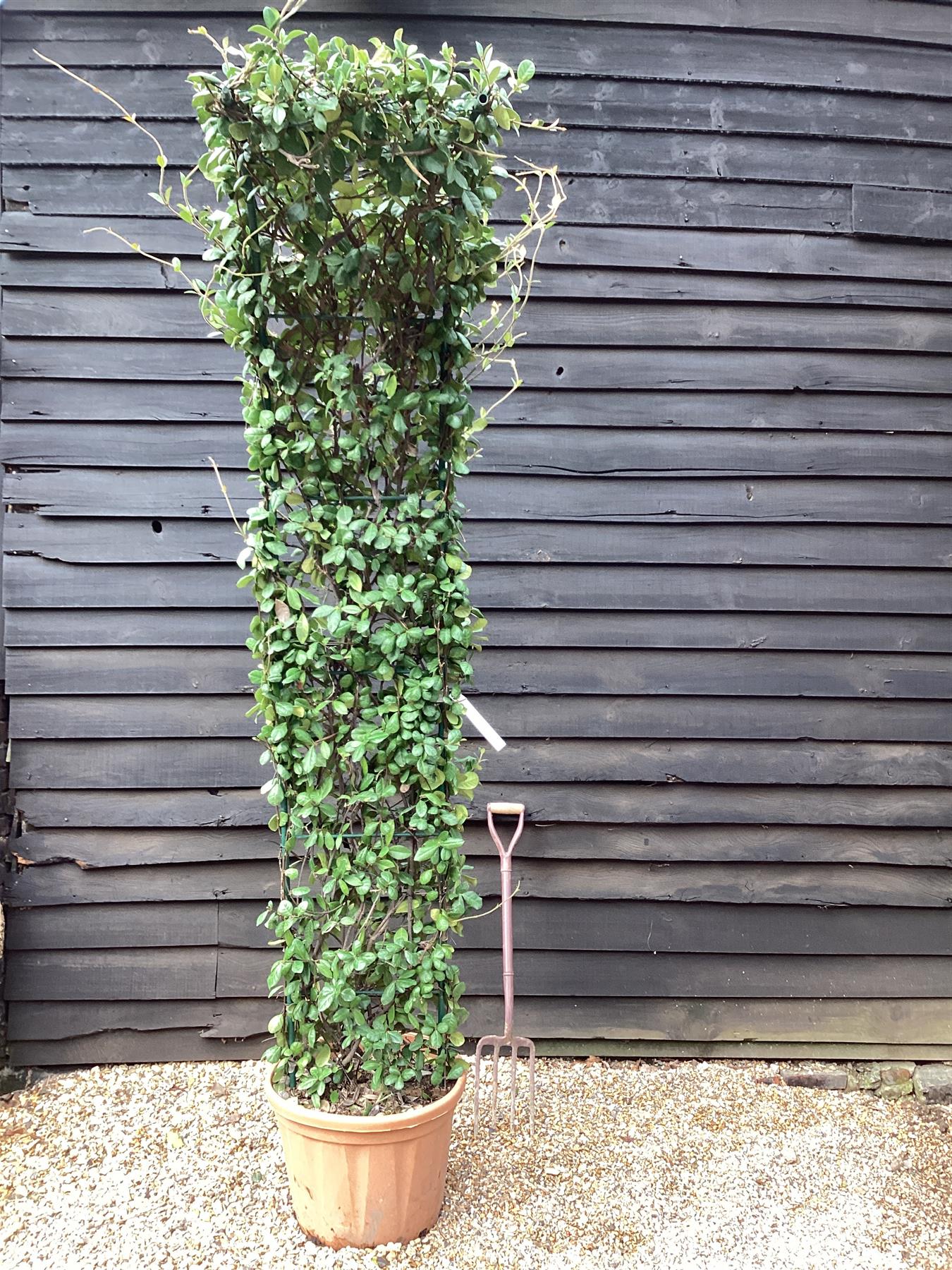 Trachelospermum jasminoides | Chinese Jasmine - Arch - 270cm, 55lt