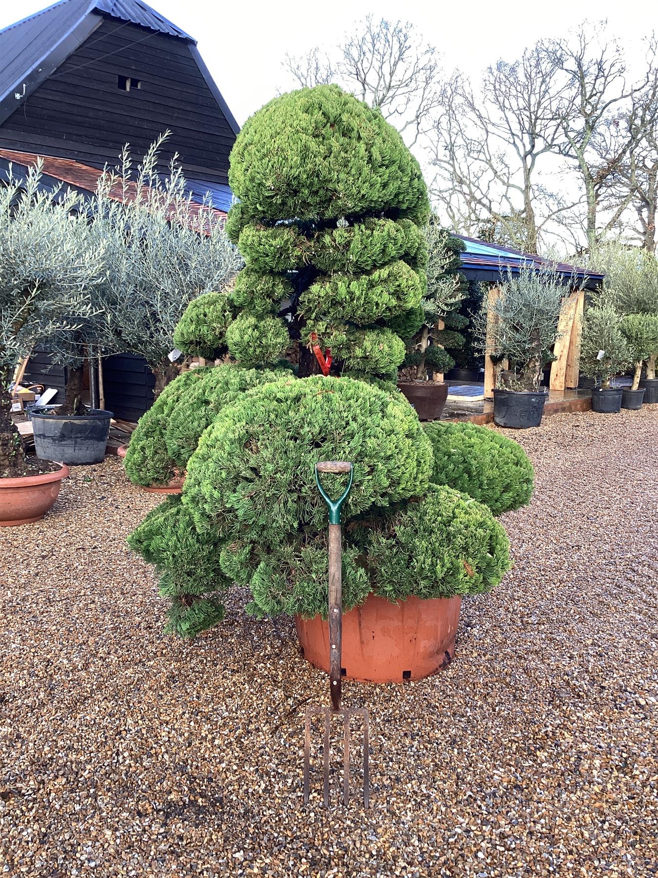 Juniperus Chinensis | Chinese Juniper - Bonsai - 240cm