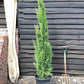 Cupressus sempervirens Totem (Italian Cypress 'Totem') - 175/200cm, 10lt