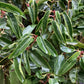 Prunus Lusitanica | Portuguese Laurel Cherry - Standard - Girth 16-18cm - 190cm, 55lt