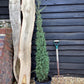 Juniperus communis 'Hibernica' - 150-160cm - 20lt