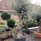 Olive Tree | Olea Europea 1/2 Std Girth 76cm - 210-220cm, 160lt