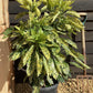 Aucuba Japonica 'Crotonifolia' - 125/150cm, 20lt